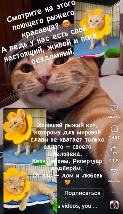 Разговорчивый и поющий кот