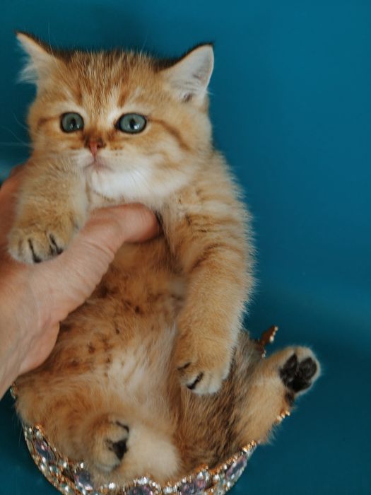 Золотые Шиншиллы Алматы