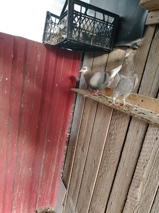 Vand porumbei birmingham