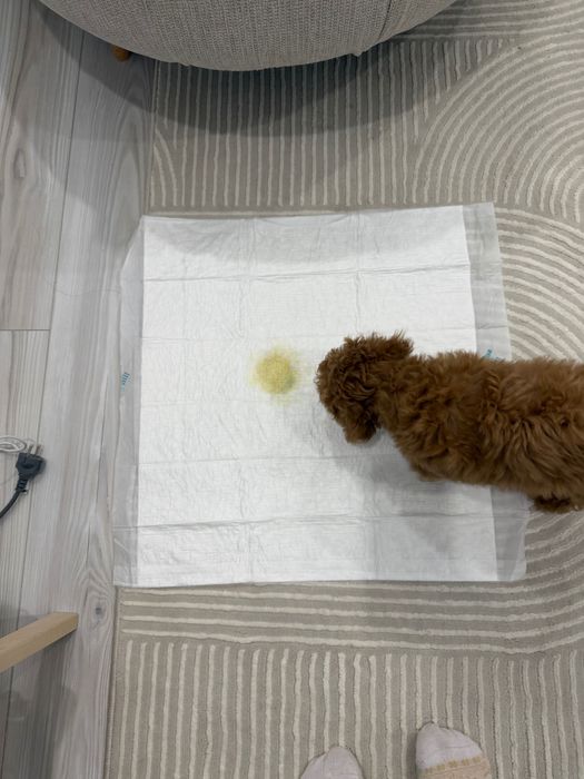 Продам той пуделя 4 месяца