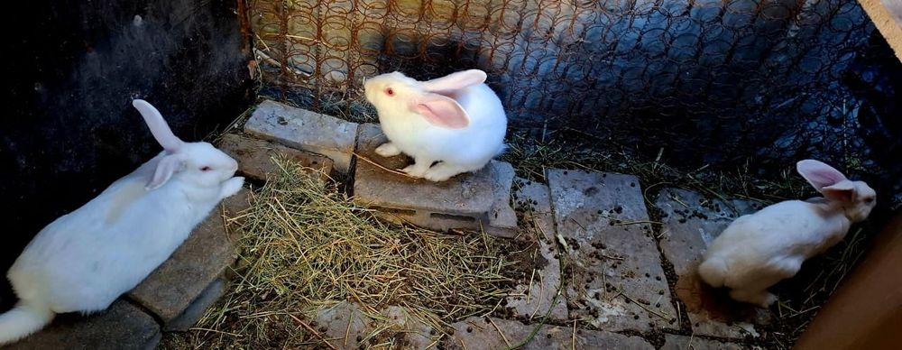 Қояндар сатылады