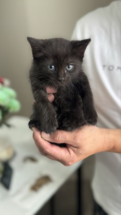Отдам котенка в добрые руки