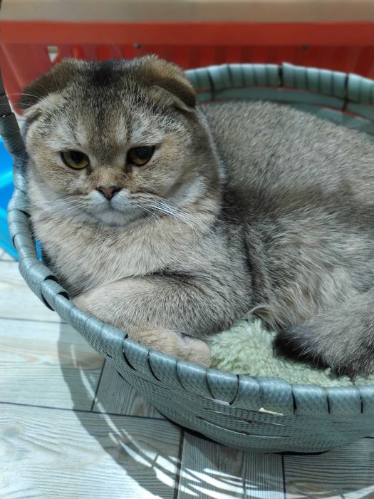 Вязка золотая шиншила котик