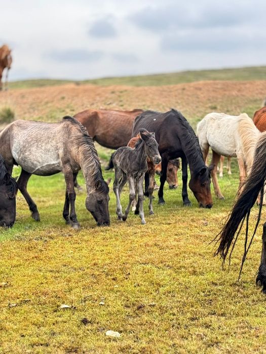 Бие сатылады сартөбе