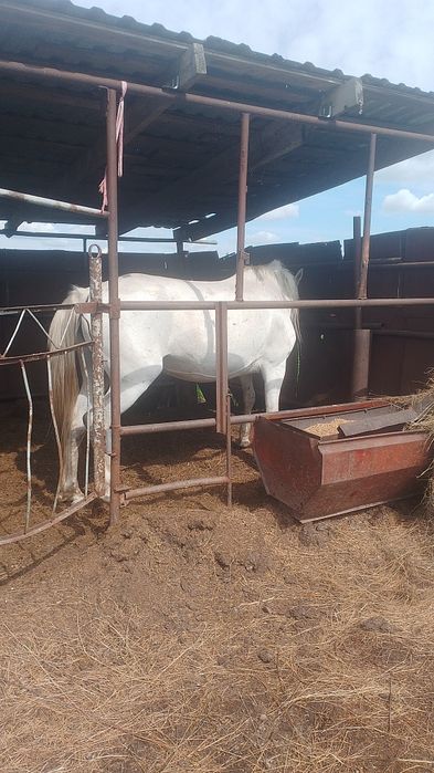 Продам кабылу обученую