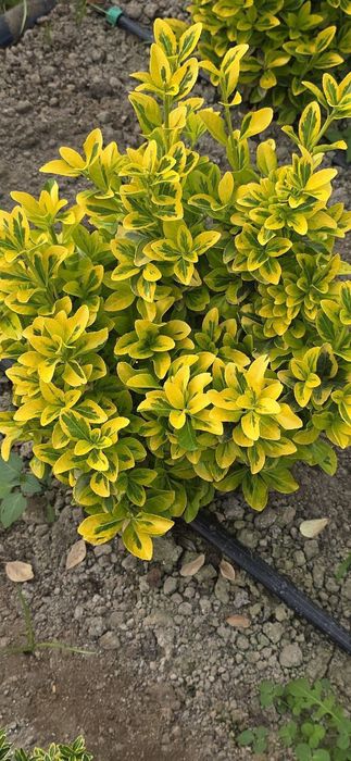 Sifatli shamshot gullari bor