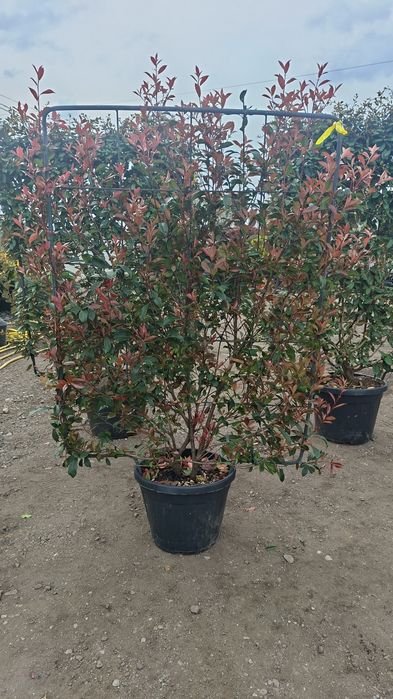 Spalier suport metalic photinia plante terase gard viu