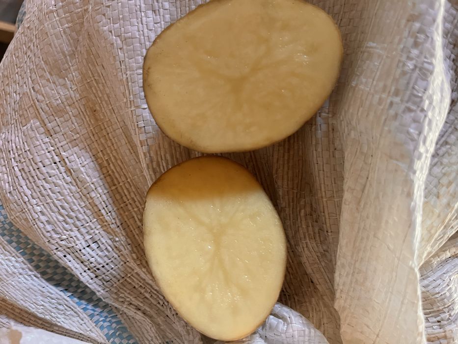 Cartofi albi pentru comsum