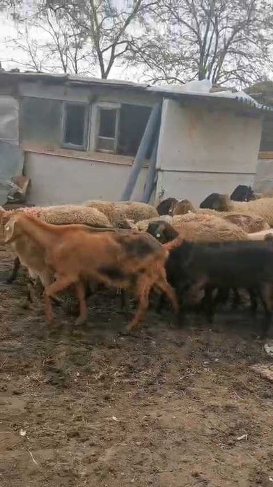 Oi și capre de vânzare