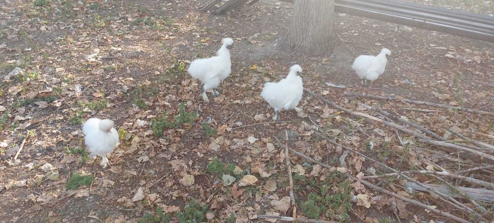 Gaini matase japoneza