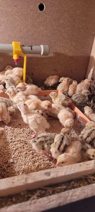 Бөдене техас манжур