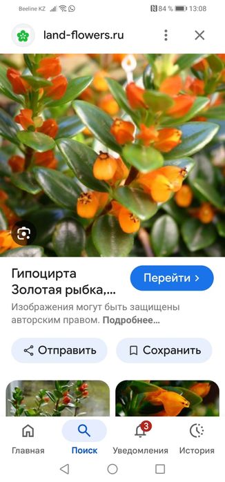Гипоцирта золотая рыбка