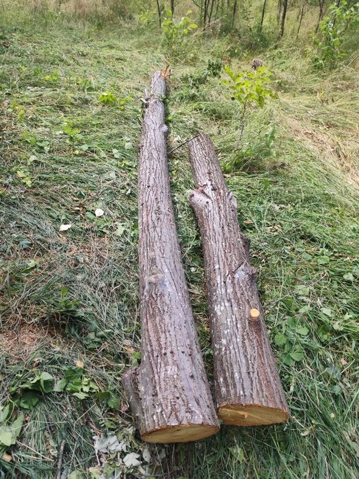 Трупи липа дърво