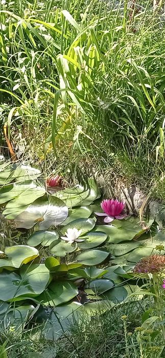 Водна лилия розов и бял цвят