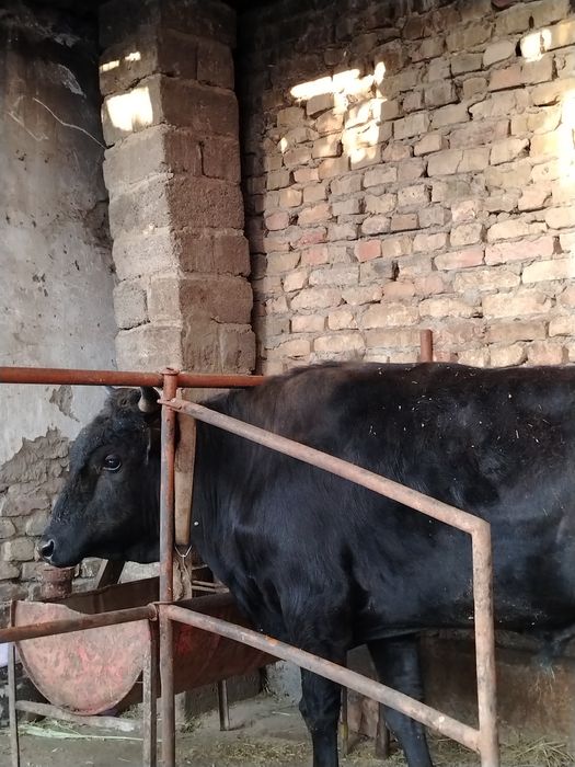 Buqa sotiladi narxini kelishamiz