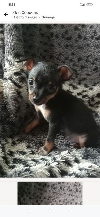 Щенки мини той терьера