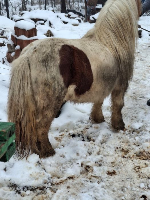 Poneu de de vânzare