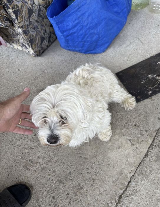 Tuns caini de orice talie