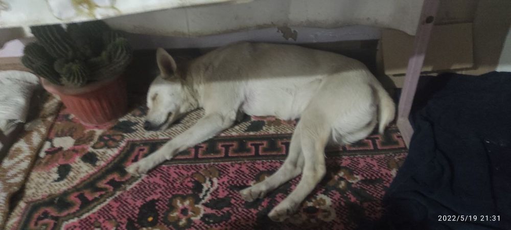 Помогите найти собаку!