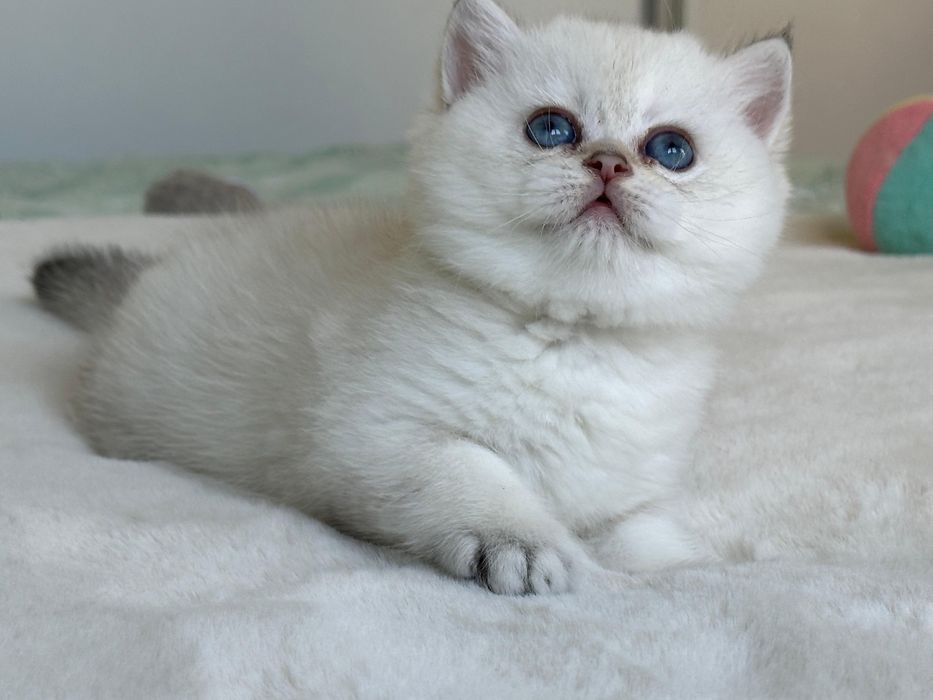 British  silver shaded point