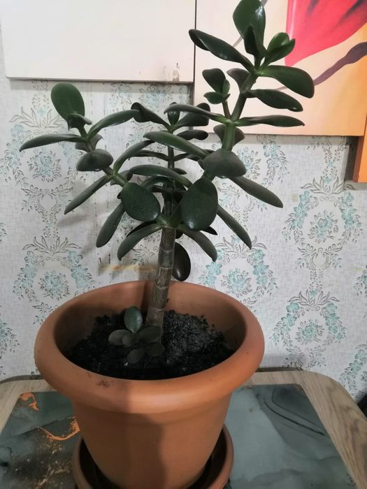 Продам комнатные растения