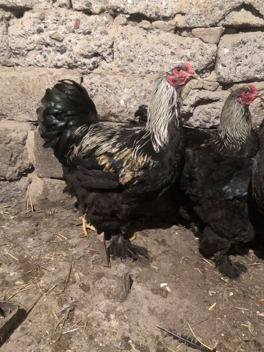 Петухи браммы самцы