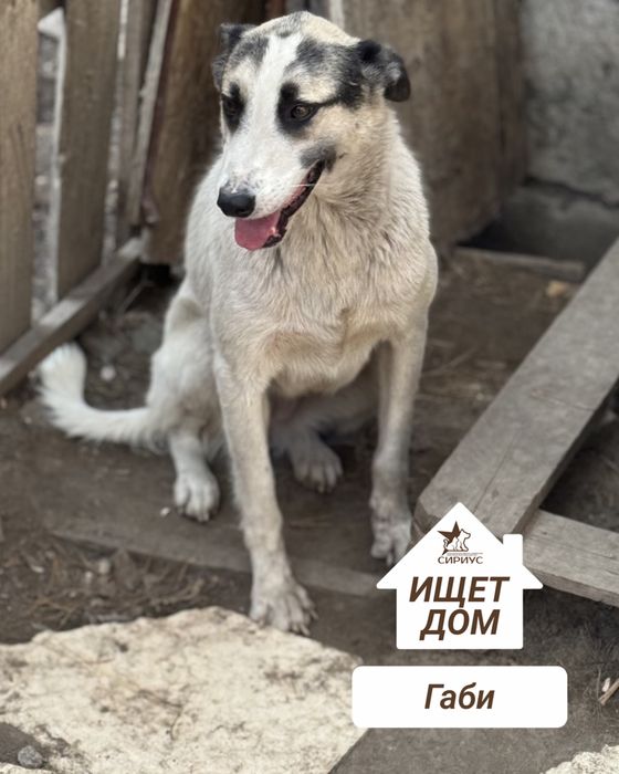 Собаки в поиске хозяев!