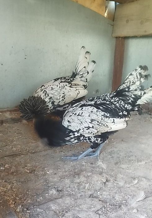 Падуан курочки серебро