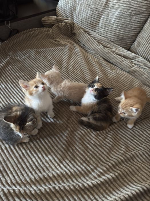 Отдам котят в хорошие руки