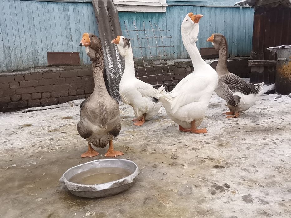 Инкубационное яйцо петропавловск