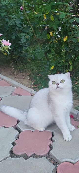 Baiat superb scottish fold cu pedigree
