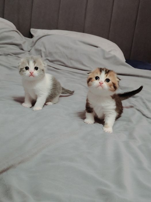 Котята Бикалорные Элитные