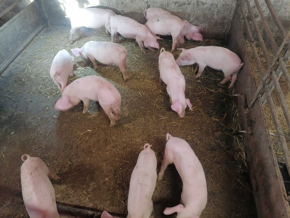Продавам малки прасета
