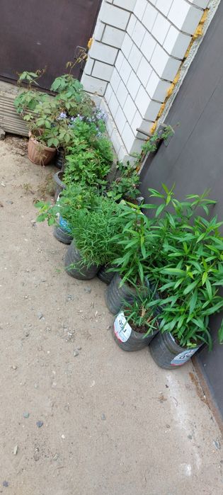 Продам саженцы, и.т.д.