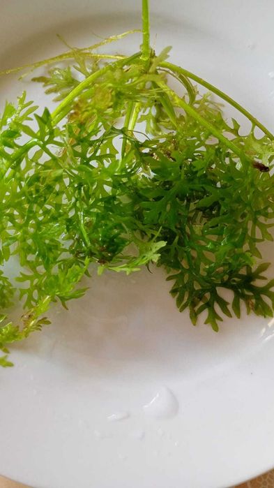 Растения за аквариум -дъбчета