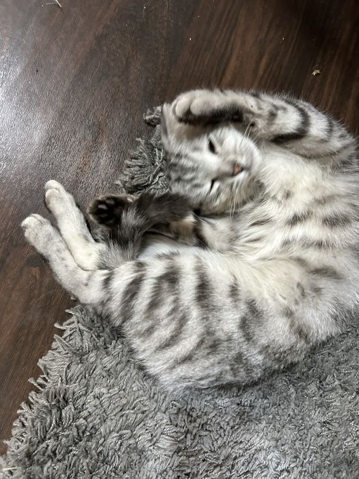 Котик в добрые руки