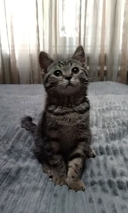 Шотландский котик. Скоттиш страйт.