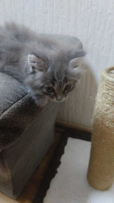 домашние кошки и котята!