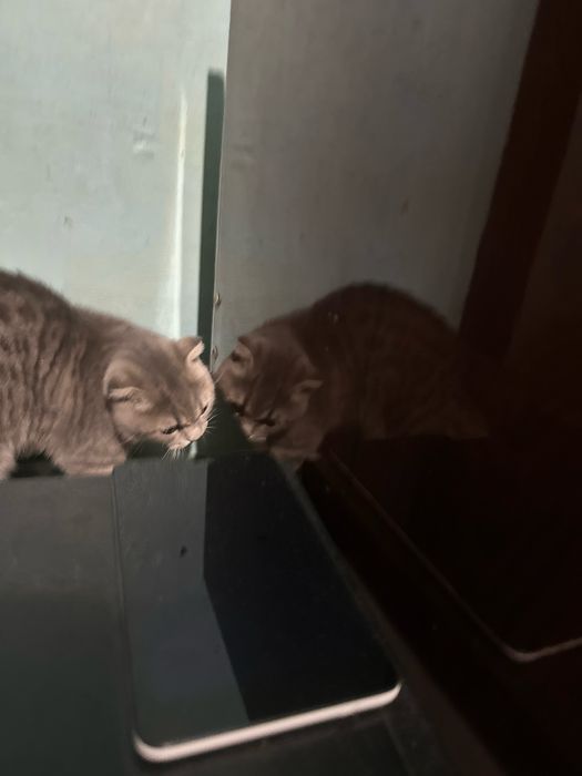 Asssalomu Alaykum flot sotiladi narhini kelishamiz