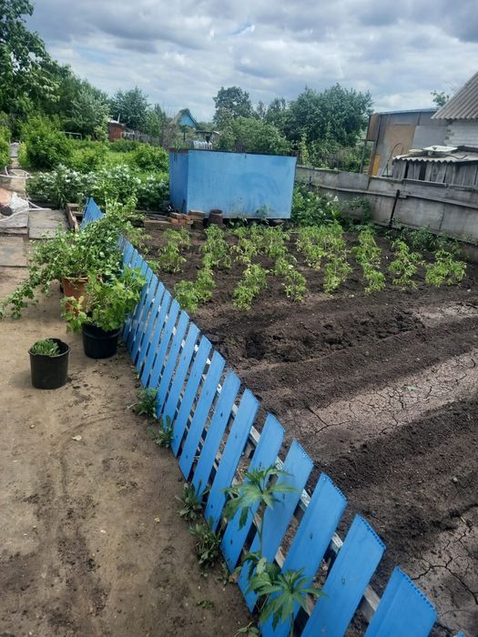 продам дачу с насождениями  все есть