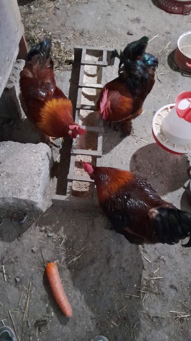 Vând cocoși diferite rase.