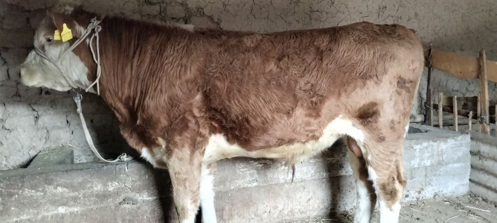 Парода өгіздер сатылады