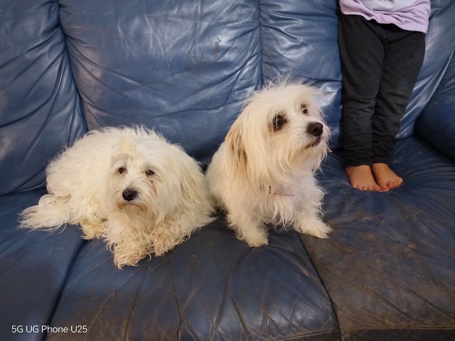 Малтийска болонка - малки пухени сладурчета