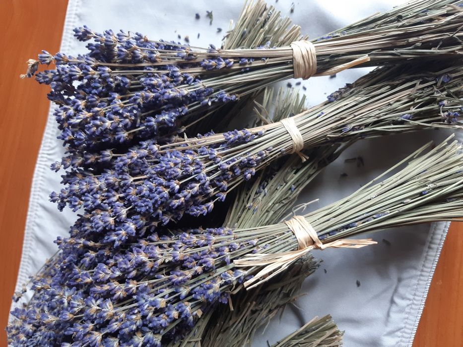 Vindem lavanda, productia 2025