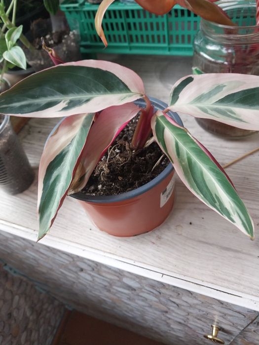 Комнатные цветы.