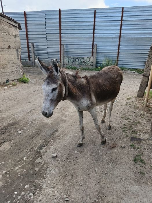 Продаю по даговору