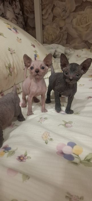 Голорожденные котята сфинкса