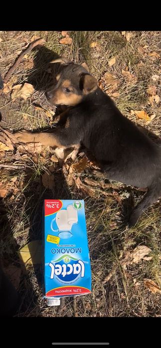 Щенята в добрые руки!
