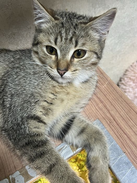 Отдам котенка в хорошие руки