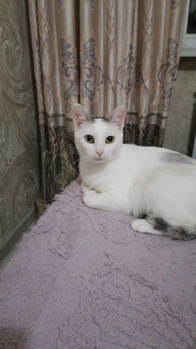 Отдам кошку в хорошие руки